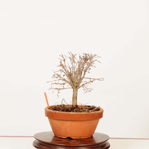 盆栽：欅(けやき) 現品*一点物 ケヤキ Zelkova serrata Keyaki bonsai