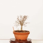 �ߺϡ�ݰ(���䤭)������*����ʪ ���䥭 Zelkova serrata��Keyaki bonsai �����ߺ�