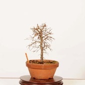 �ߺϡ�ݰ(���䤭)������*����ʪ ���䥭 Zelkova serrata��Keyaki bonsai �����ߺ�