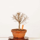 �ߺϡ�ݰ(���䤭)������*����ʪ ���䥭 Zelkova serrata��Keyaki bonsai �����ߺ�