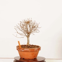 盆栽：欅(けやき) 現品*一点物 ケヤキ Zelkova serrata Keyaki bonsai