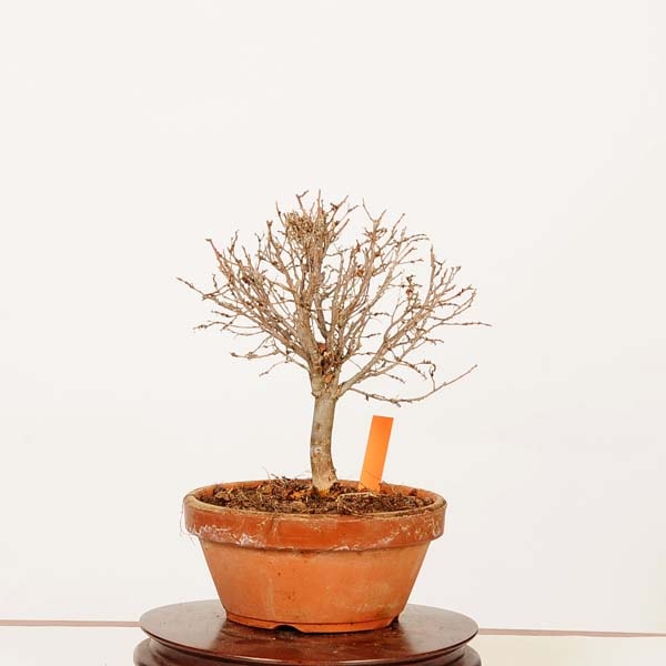 盆栽：欅(けやき) 現品*一点物 ケヤキ Zelkova serrata Keyaki bonsai