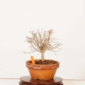 �ߺϡ�ݰ(���䤭)������*����ʪ ���䥭 Zelkova serrata��Keyaki bonsai �����ߺ�