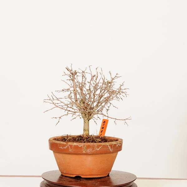 盆栽：欅(けやき) 現品*一点物 ケヤキ Zelkova serrata Keyaki bonsai
