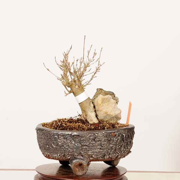 カエデ盆栽、高さ約60cm。 盆栽：楓石付*現品 一点物 かえで カエデ Kaede bonsai Acer 小品盆栽