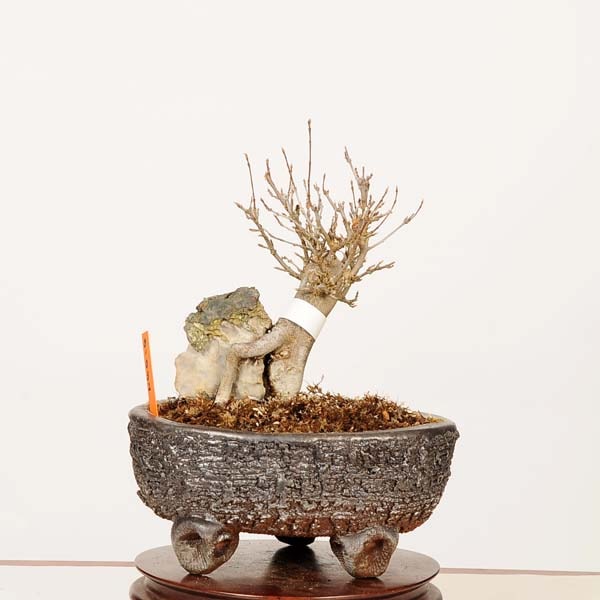 盆栽：楓石付*現品 一点物 かえで カエデ Kaede bonsai Acer 小品盆栽