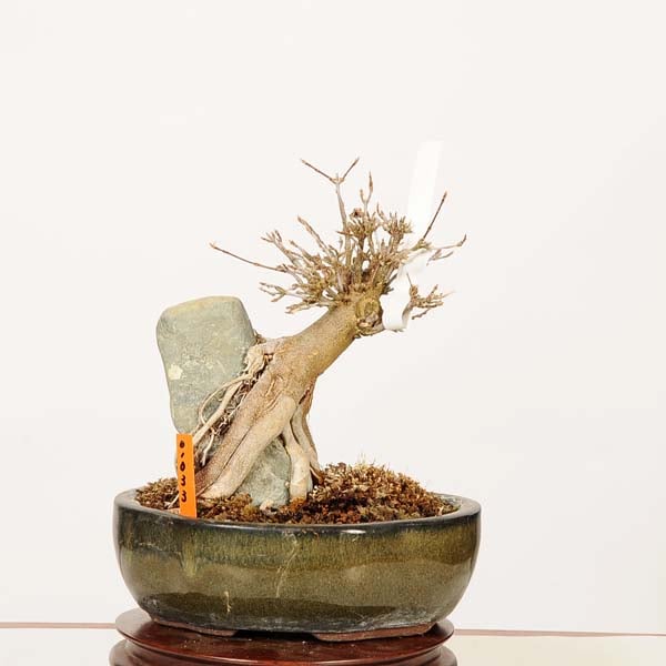 �ߺϡ�������*���� ����ʪ �����ǡ������ǡ�Kaede bonsai   Acer �����ߺ�