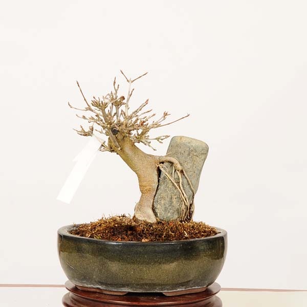 盆栽：楓石付*現品 一点物 かえで カエデ Kaede bonsai Acer 小品盆栽