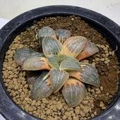 ¿����ʪ���ϥ�����������ץ�󥰸��ۼ�ӡ������*��7��������ʡ����ʸ¤�