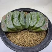 ¿����ʪ���ϥ������ ���� Ⱦ��� ����*��10.5�����*���ʡ����ʸ¤�