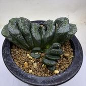 ¿����ʪ���ϥ������ ���� �ȣ�*��9.5�����*���ʡ����ʸ¤�