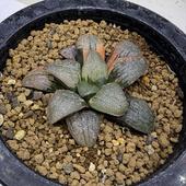 ¿����ʪ���ϥ�����������ץ�󥰸��ۼ�ӡ������*��6.5��������ʡ����ʸ¤�