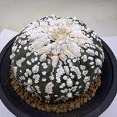 ���ܥƥ󡧥����ȥ��ե��ĥ� �����ѡ�����*��8cm�����ʡ����ʸ¤�