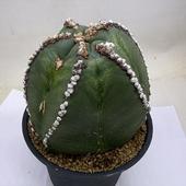 ���ܥƥ���˱�̡��ĥ�*��12��������ʡ����ʸ¤�