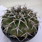 ���ò������ܥƥ󡧥ǥ������������� ������ƥ���*��10��������ʡ����ʸ¤ꡡ��������