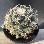 ���ܥƥ󡧥���ե��󥿡��ݲ��*��9cm�����ʡ����ʸ¤�