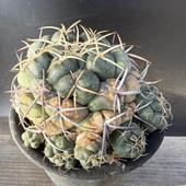 ���ܥƥ󡧥���ե���*��10cm�����ʡ����ʸ¤�