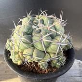 ���ܥƥ󡧥���ե���*��11cm�����ʡ����ʸ¤�