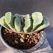 ¿����ʪ���ϥ������������N1*��7.5��������ʡ����ʸ¤�