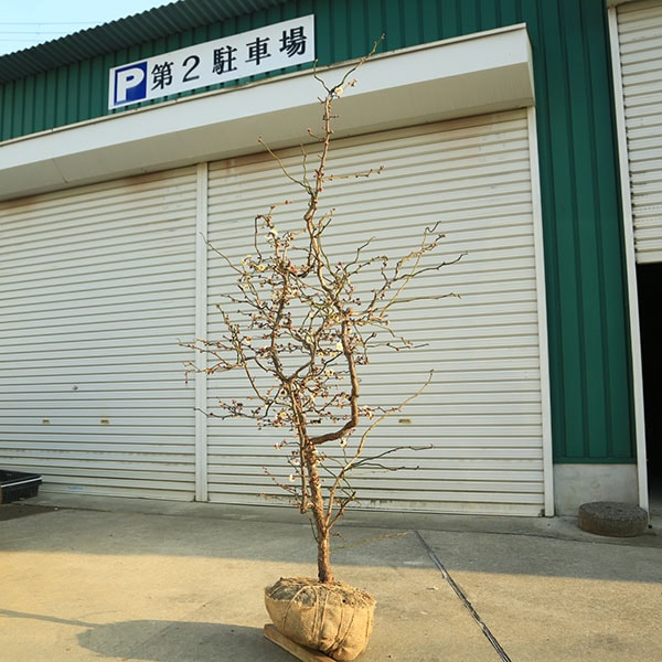 ���ڡ���ε�ߡʤ����夦�Ф��ˡ����ߡ�*�����⡧��160����� �������ȯ�������ʸ¤ꡪ