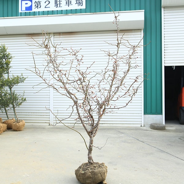 ���ڡ���ε�ߡʤ����夦�Ф��ˡ����ߡ�*�����⡧��160����� �������ȯ�������ʸ¤ꡪ