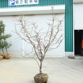 ���ڡ���ε�ߡʤ����夦�Ф��ˡ����ߡ�*�����⡧��160����� �������ȯ�������ʸ¤ꡪ