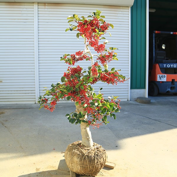 特選極太庭木・植木：クロガネモチ（寿）寿モチ コトブキモチ 現品限り