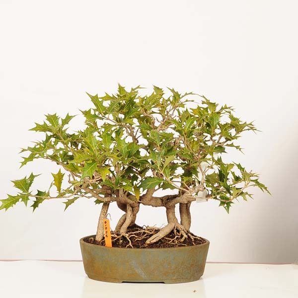 盆栽：柊(ひいらぎ)寄せ 現品 一点物*ヒイラギOsmanthus heterophyllus