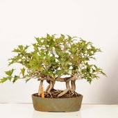�ߺϡ�ɢ(�Ҥ��餮)�󤻡����ʡ�����ʪ*�ҥ��饮Osmanthus heterophyllus�� Hiiragi bonsai �����ߺ�