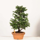 �ߺϡ��Ż�ɰ�ʤҤΤ��ˡ�����*���ҥΥ���hinoki  bonsai �����ߺ�
