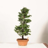 �ߺϡ��Ż�ɰ�ʤҤΤ��ˡ�����*���ҥΥ���hinoki  bonsai �����ߺ�