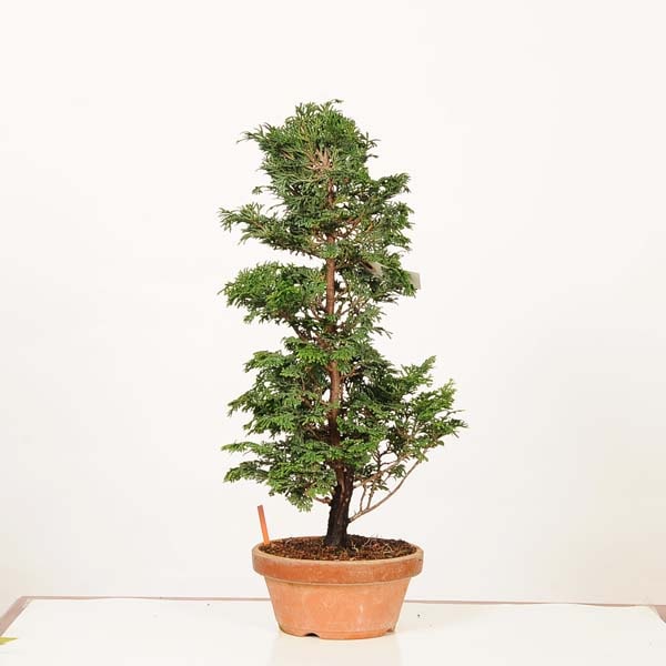 盆栽：津山桧（ひのき） 現品* ヒノキ hinoki bonsai 中品盆栽 | 新着