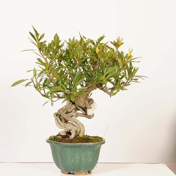 �ߺ� �������������(�����ʤ�)������*����ʪ�������ʥ� Rubiaceae Gardenia Minarikuchinashi bonsai �����ߺ�