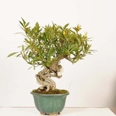 中品・大品盆栽 | 遊恵盆栽 本店