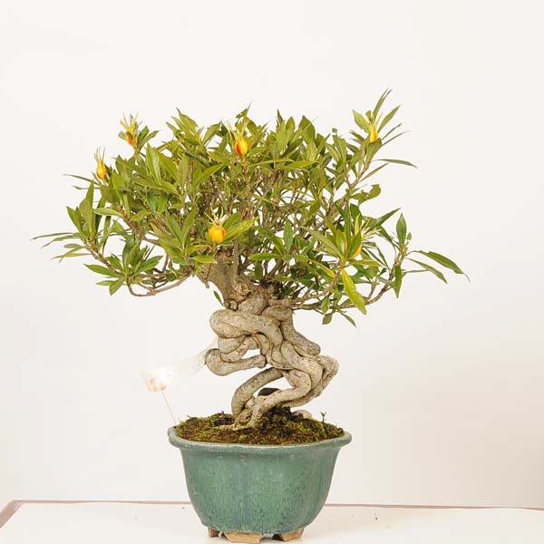 盆栽 特選：実成梔子(くちなし) 現品*一点物 クチナシ Rubiaceae