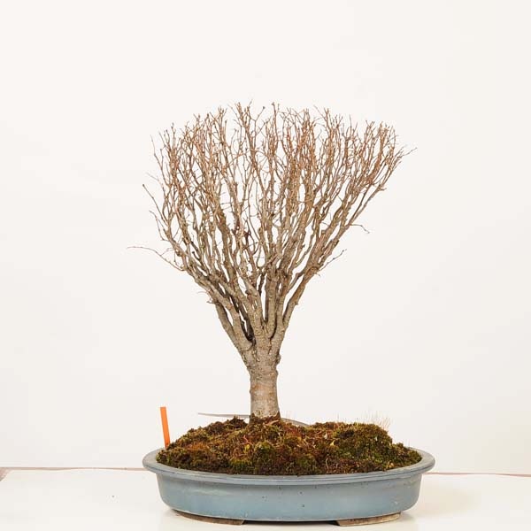 盆栽：欅(けやき) 現品*一点物 ケヤキ Zelkova serrata Keyaki bonsai
