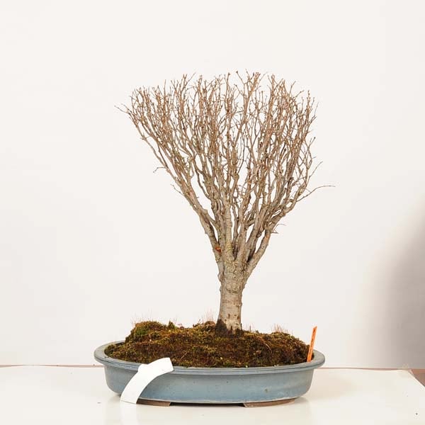 盆栽：欅(けやき) 現品*一点物 ケヤキ Zelkova serrata Keyaki bonsai