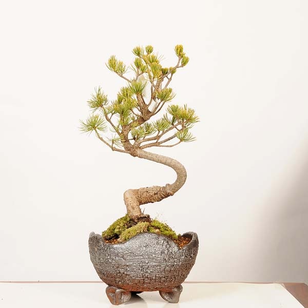 �ߺϡ�������վ�*���� ����ʪ ���褦�ޤġ����襦�ޥġ�Goyoumatsu bonsai �����ߺ�