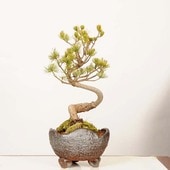 �ߺϡ�������վ�*���� ����ʪ ���褦�ޤġ����襦�ޥġ�Goyoumatsu bonsai �����ߺ�