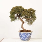 中品・大品盆栽,松柏 | 遊恵盆栽 本店