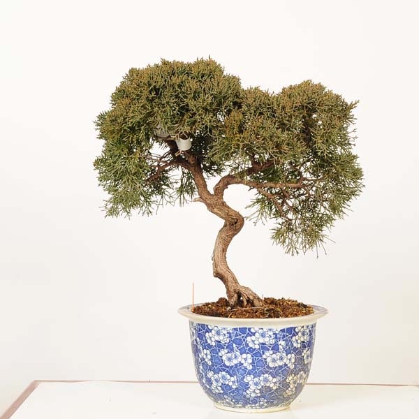 盆栽:糸魚川真柏 *現品 一点物 しんぱく シンパク Sabina chinesis 盆栽:糸魚川真柏 *現品 一点物 しんぱく シンパク Sabina chinesis