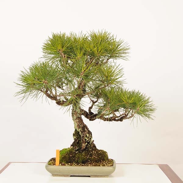 特選 盆栽：三河黒松* 現品 一点物 くろまつ クロマツ Kuromatsu