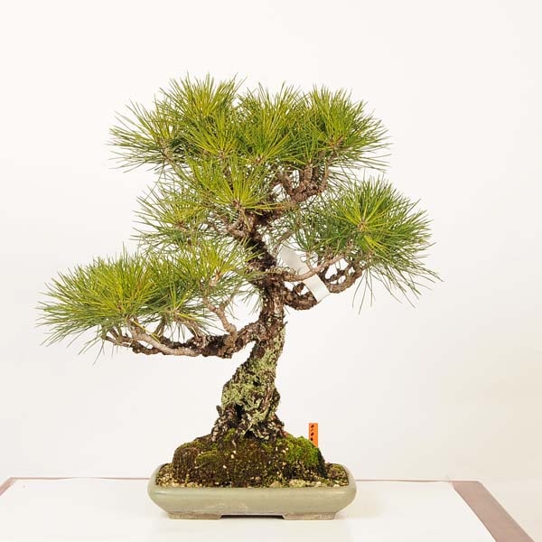 特選 盆栽：三河黒松* 現品 一点物 くろまつ クロマツ Kuromatsu