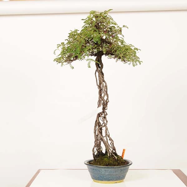 盆栽：磯山椒(いそざんしょう)現品*サンショウ Isozansyo Osreomeles 