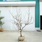 ���ڡ���ε�ߡʤ����夦�Ф��ˡ����ߡ�*�����⡧��160����� �������ȯ�������ʸ¤ꡪ