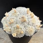 ���ܥƥ󡧥ޥߥ�ꥢ ����*��14��������ʡ����ʸ¤�