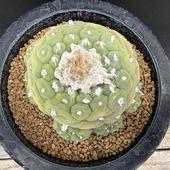 ���ܥƥ󡧥��ե��ե��顡�䴧��*��8��������ʡ����ʸ¤�