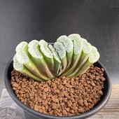 ¿����ʪ���ϥ������������ ��̡߶��� �˥�A-V*��7���