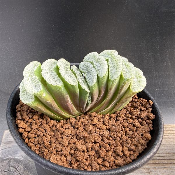 多肉植物：ハオルチア 玉扇 白玉×玉扇 ニシA-V*幅7cm | サボテン