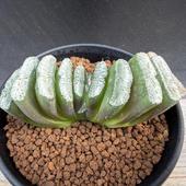 ¿����ʪ���ϥ������������ �˥�A-V�߶��� ���*��8���